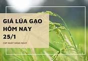 Giá Lúa 5451 Hôm Nay Bao Nhiêu