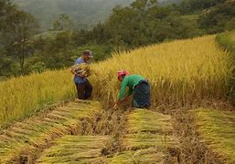 Nông Nghiệp Xanh Tiền Giang